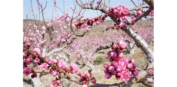 美到窒息！棲霞千畝梅花谷，暗香浮動醉游人