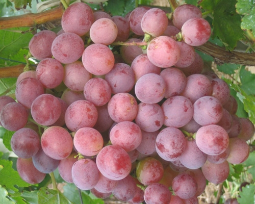 Grapes