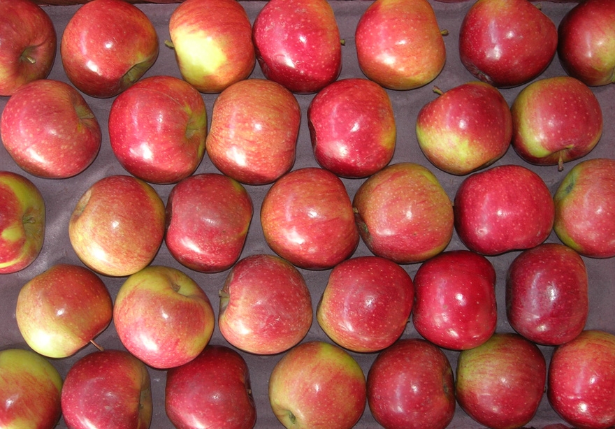 Jiguan apple