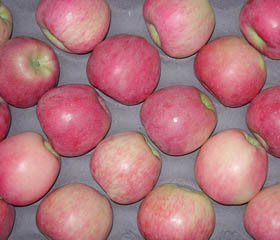 Red star apple