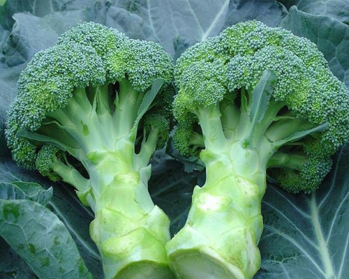 Broccoli